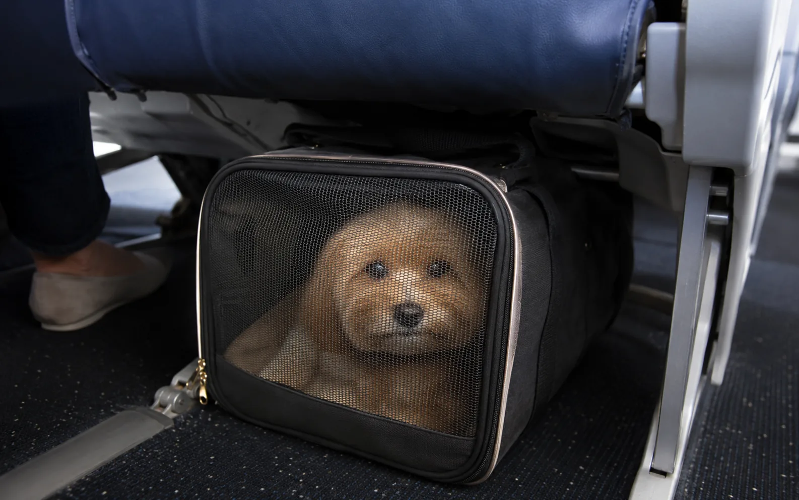 Pet preparado para viagem aérea internacional