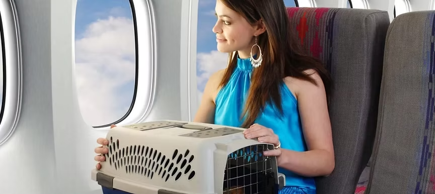 Pet viajando de avião com segurança