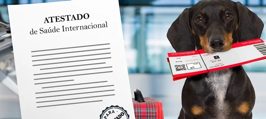 Documentação internacional para pets — CVI e certificações