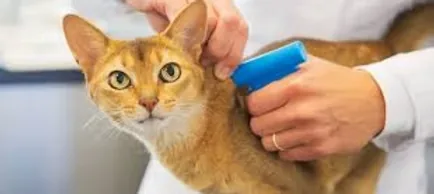 Microchipagem internacional para pets